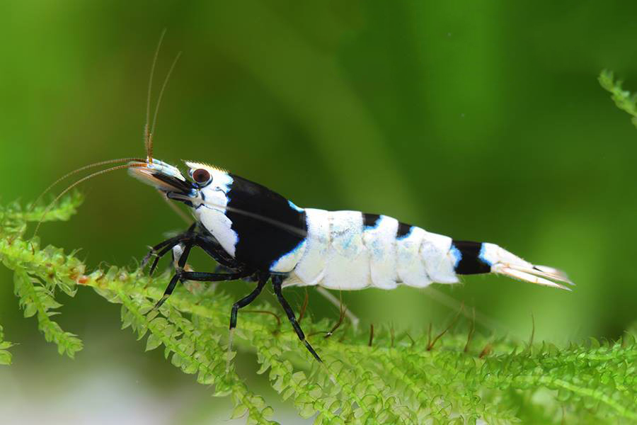 Black Shadow Mosura Shrimp